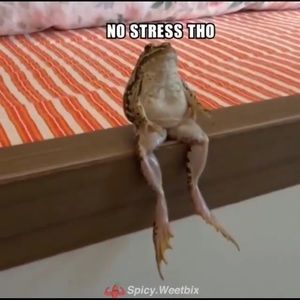 Meet your Posher, Allen